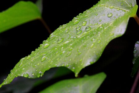Shallow Focus Photography of Water Drops on Green Leaf photo