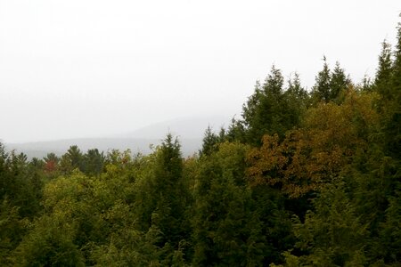Free stock photo of fog, mountains, trees photo