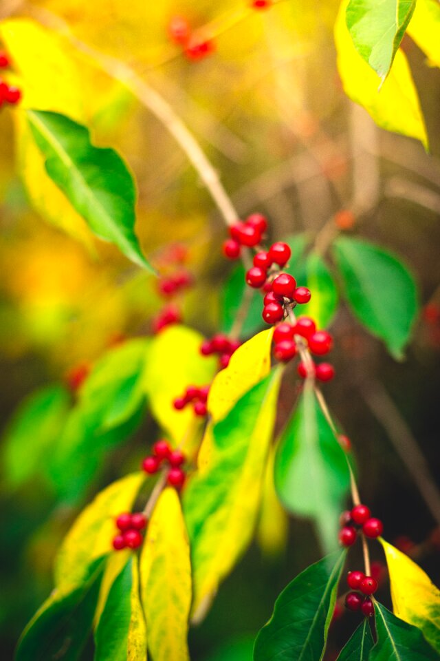 Free stock photo from Tookapic