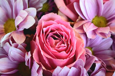 Close-up Photography of Pink Rose and Purple Chrysanthemum Flowers