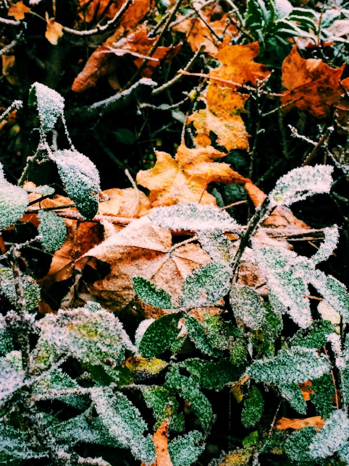 Free stock photo of frozen, ice, nature