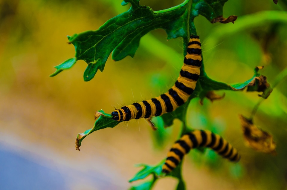 Climbing close-up color
