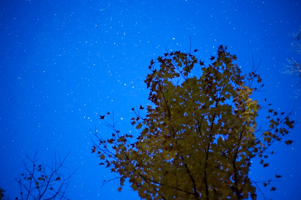 Free stock photo of foliage, night, stars