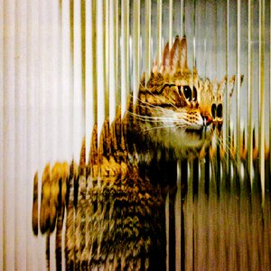 Free stock photo of cat