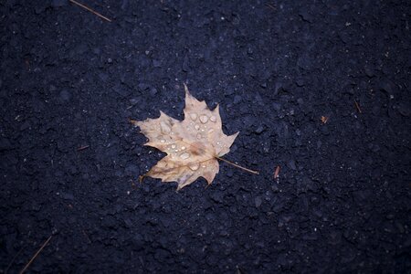 Free stock photo of asphalt, drops, water drops photo