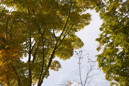 Free stock photo of foliage, trees photo