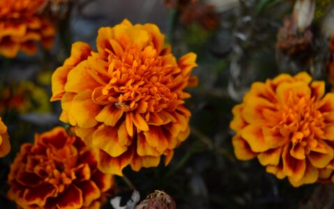 Free stock photo of closeup, flowers, orange photo