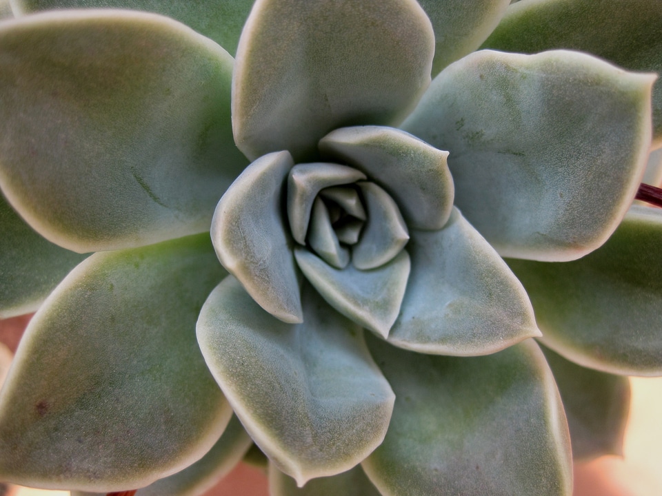 Fleshy pale green plant