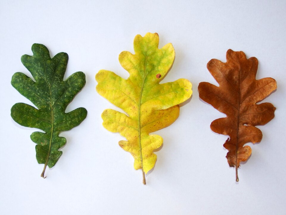 Free stock photo of brown, green, oak