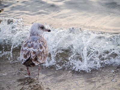 Free stock photo of sea, seagull, water