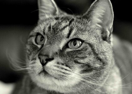 Grayscale Photography of Tabby Cat photo