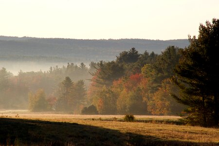 Free stock photo of fog, sunrise, trees photo