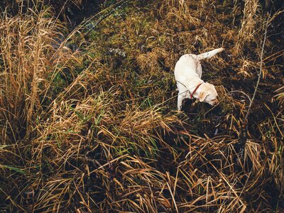 Free stock photo of animal, dog, grass photo