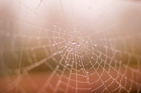 Closeup Photo of Spider Web With Water Dews photo