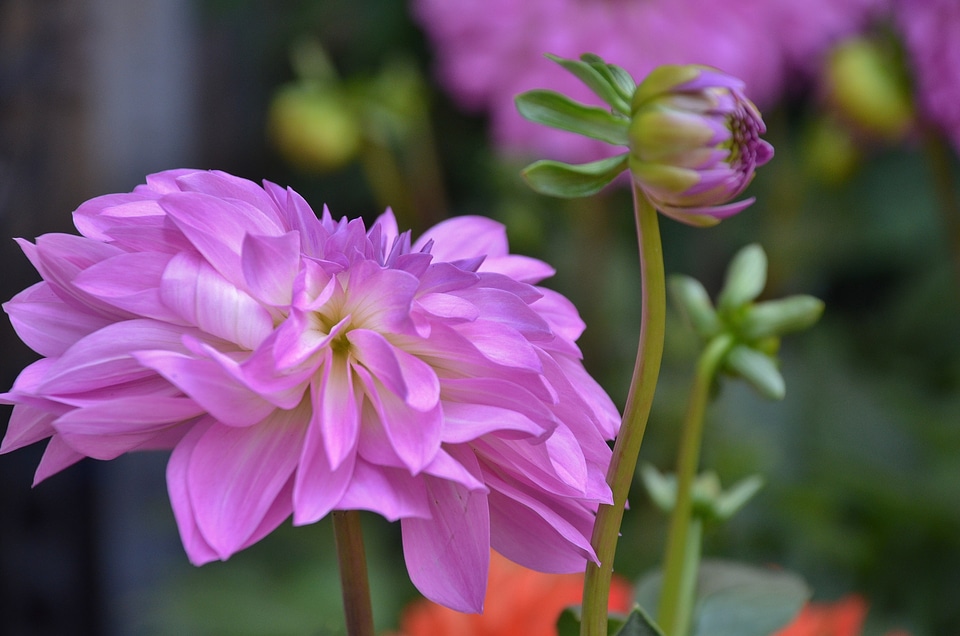 Garden macro detail