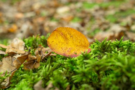 Free stock photo of flora, forest, nature