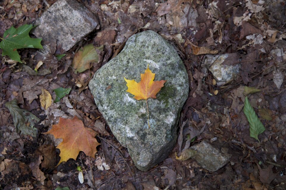 Free stock photo of foliage, rocks