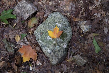 Free stock photo of foliage, rocks