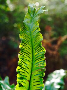 Free stock photo of closeup, green photo