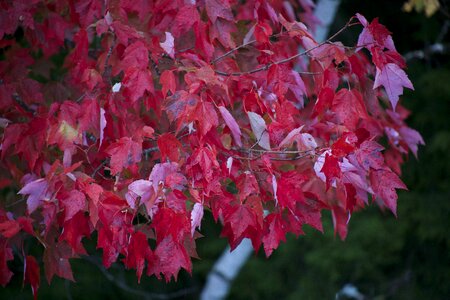Free stock photo of closeup, foliage, nature
