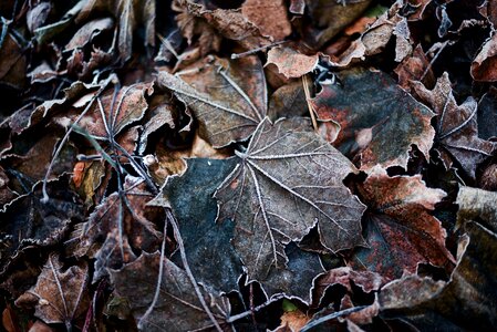 Free stock photo of frost, night