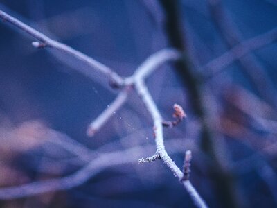 Free stock photo of branch, bush, chilly photo