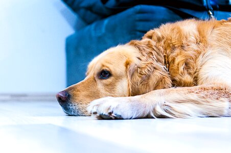 Adult Golden Retriever Lying on the Ground photo