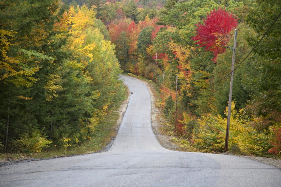 Free stock photo of foliage, trees photo