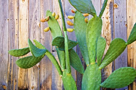 Free stock photo of cactus, fence, plant photo