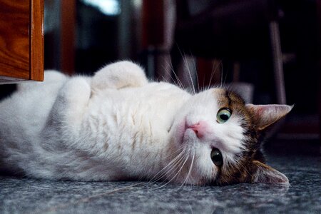Free stock photo of animal, cat, eyes