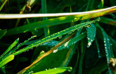 Free stock photo of drops, grass, plant