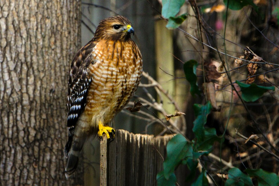 Brown and Black Eagle Near Brown Tree Trunk