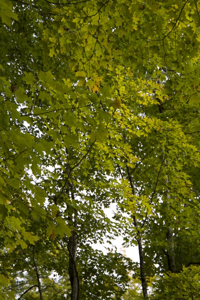 Free stock photo of green, nature, park