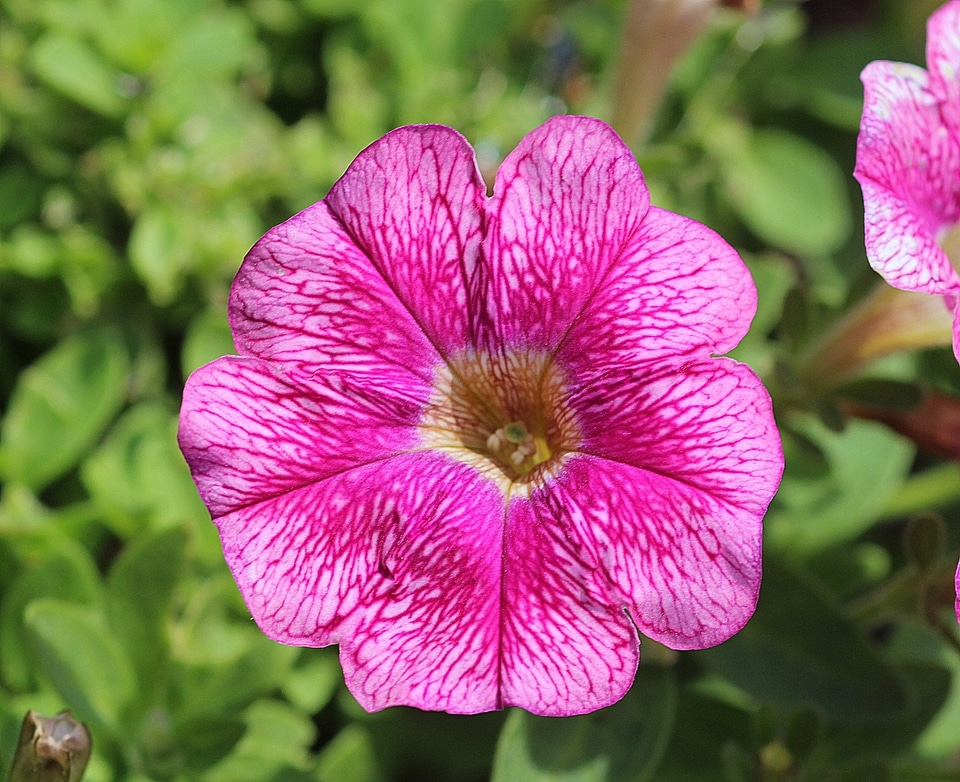 Blossom bloom pink flower photo