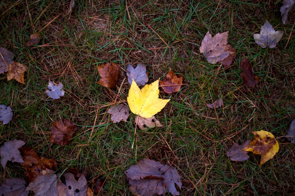 Free stock photo of foliage
