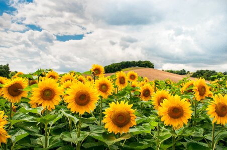 Sunflower Field during Day photo