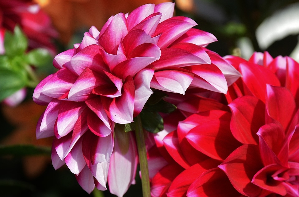 Garden beautiful plant