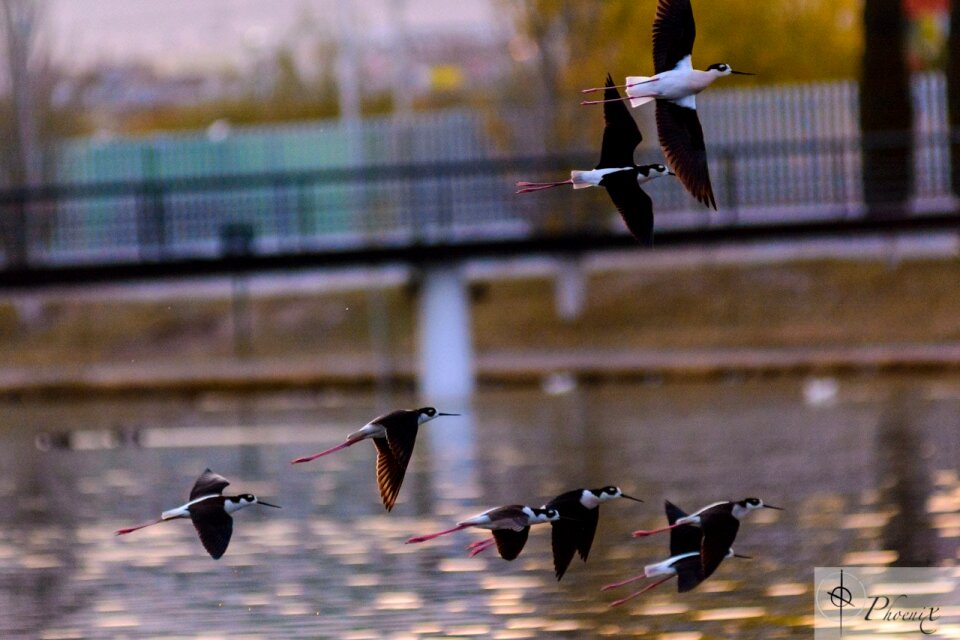 Free stock photo of black-necked-stilt