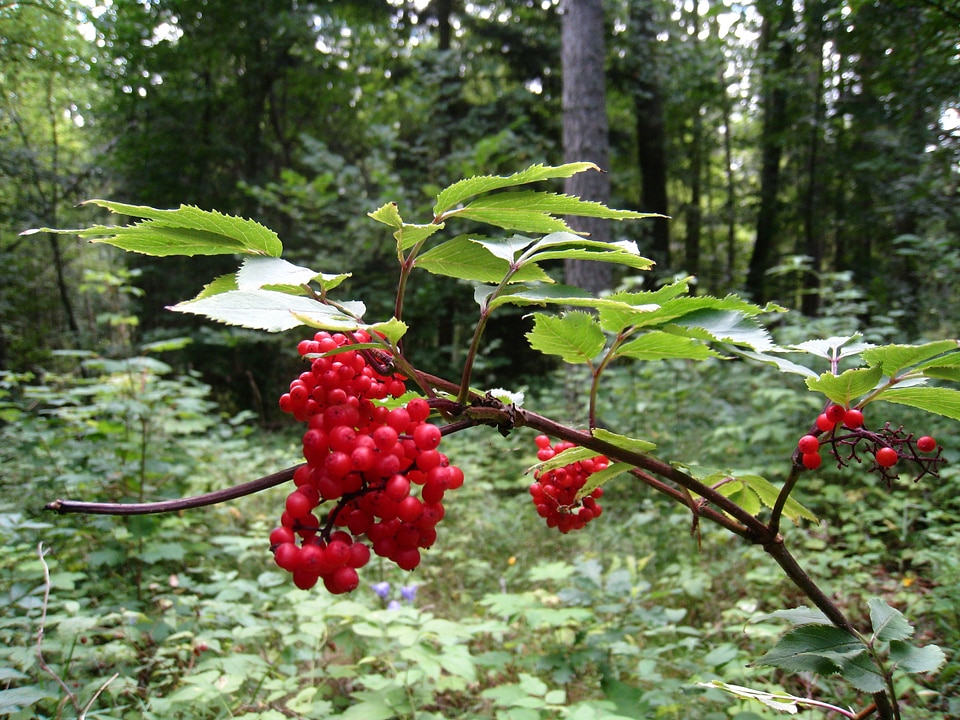 Leaf twigs tree