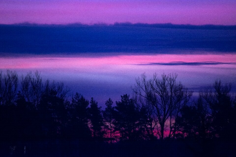 Silhouette of Trees
