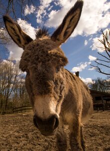 Free stock photo of animal, donkey, fauna photo
