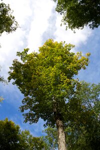 Free stock photo of clouds, trees photo