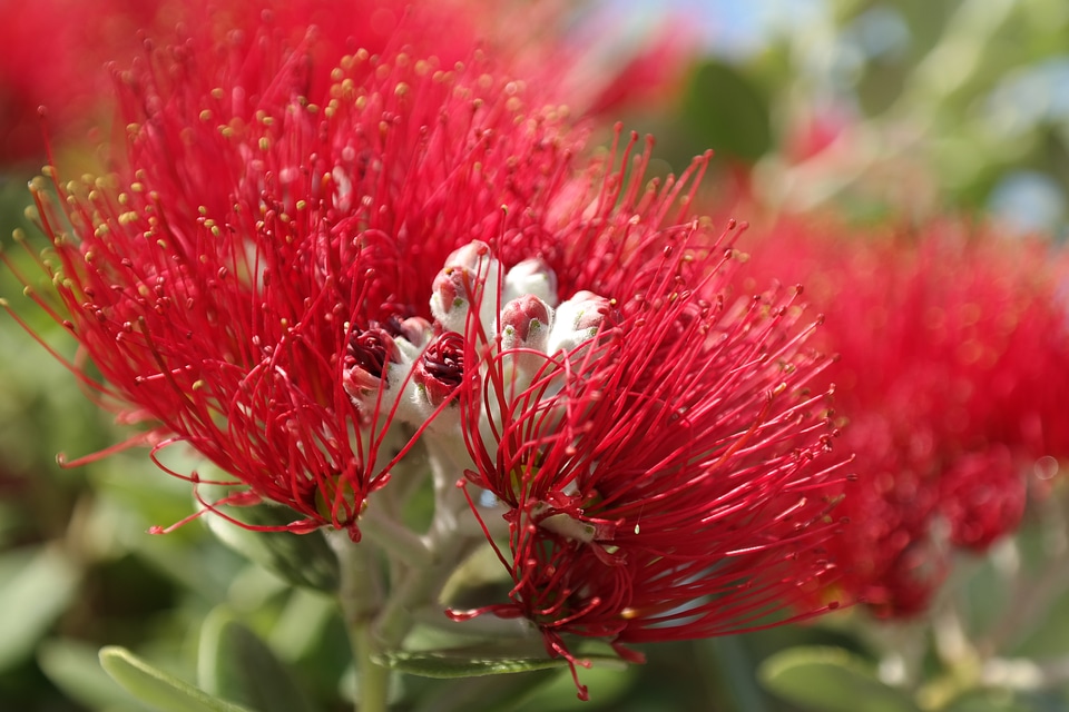 Flowers ironwood tree christmas
