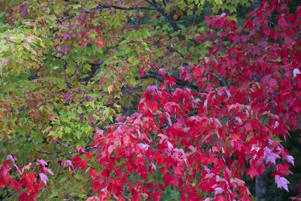 Free stock photo of foliage, trees