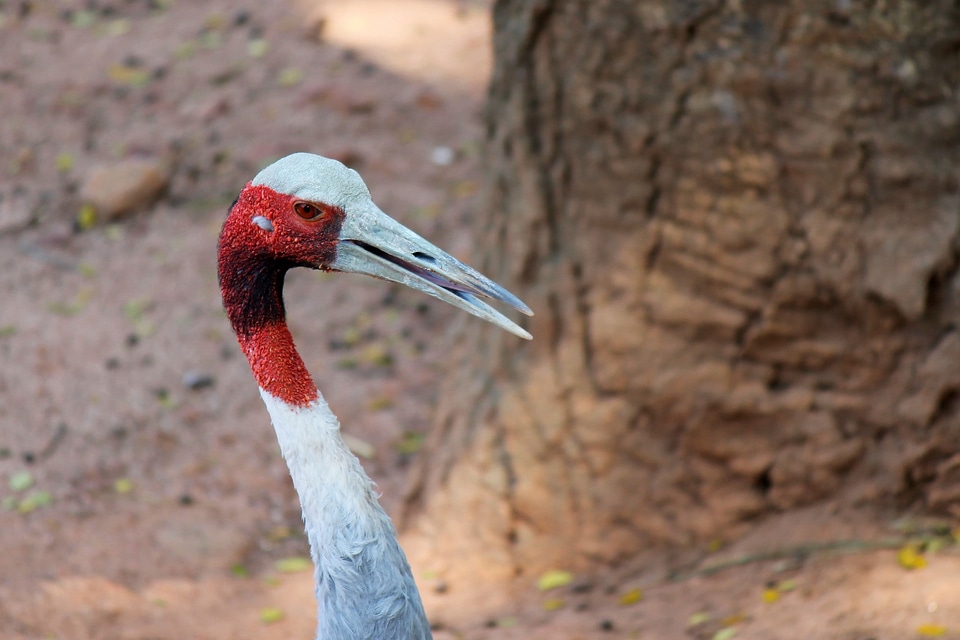 Feather wildlife beak