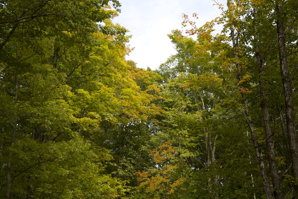 Free stock photo of foliage, trees