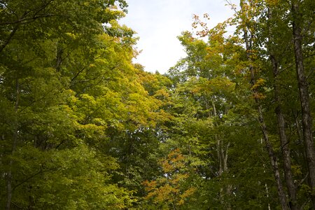 Free stock photo of foliage, trees