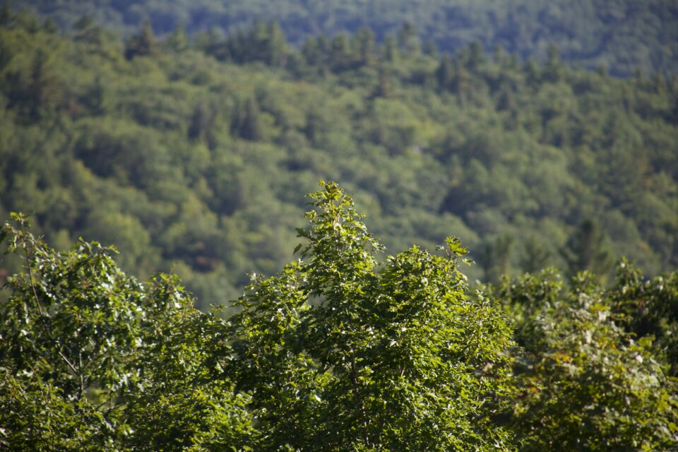 Free stock photo of trees