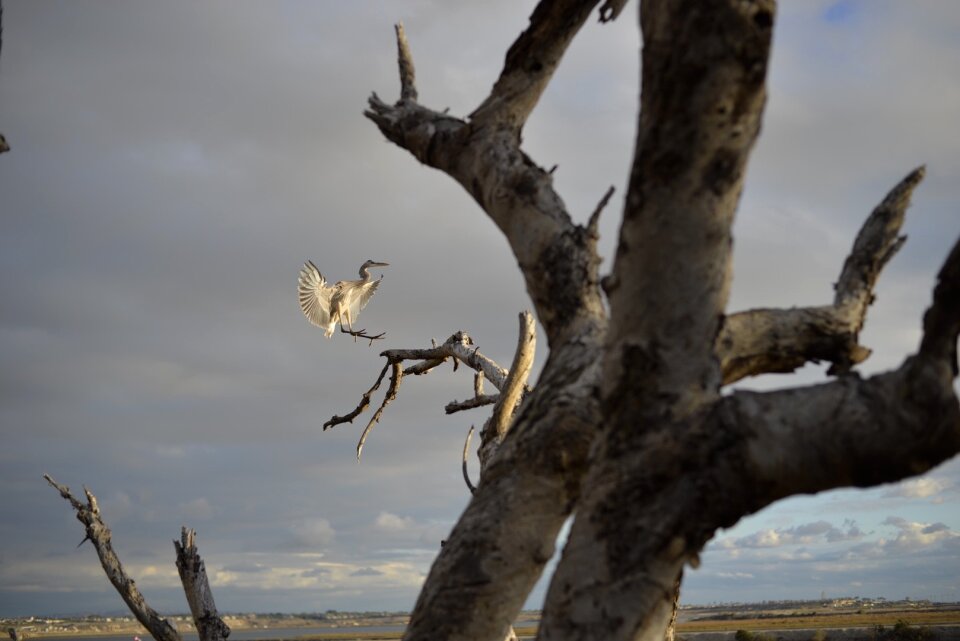 White Bird Near the Tree photo