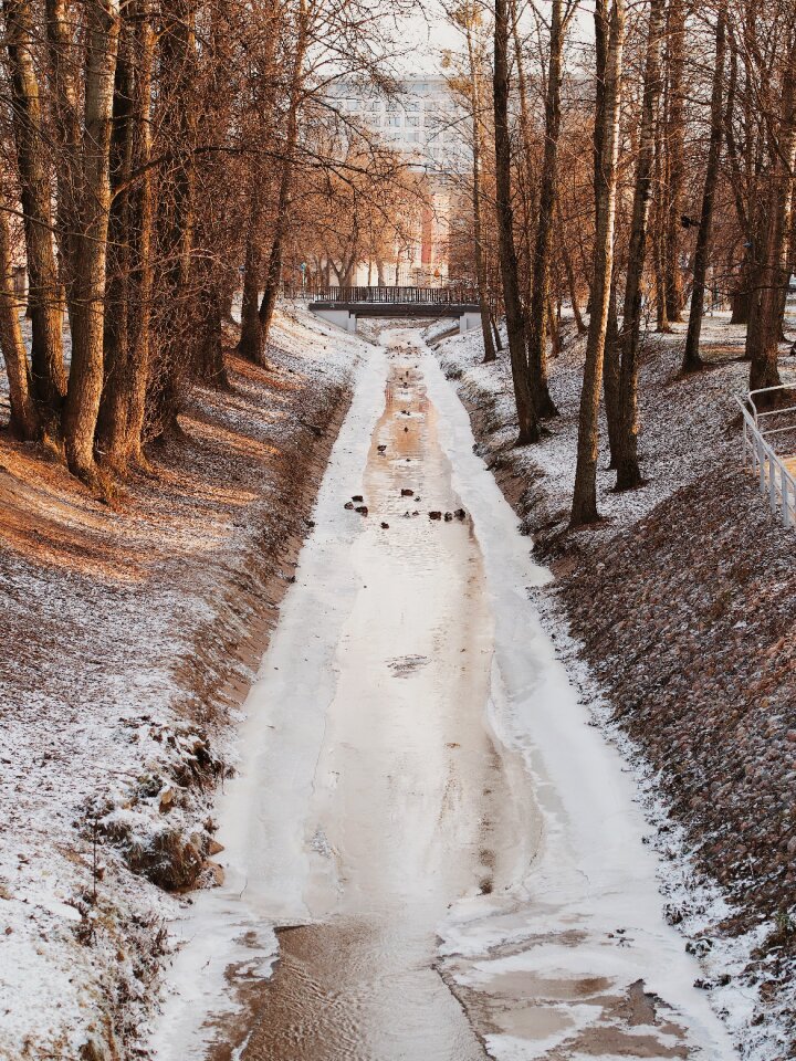 Free stock photo of ice, trees, winter